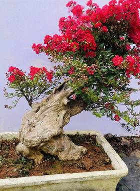 紫薇熟桩庭院桌面盆景绿植阳台