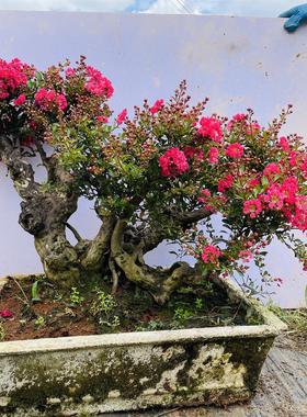 紫薇树桩盆景百日红花卉金紫薇姬紫薇紫色花紫薇老桩盆栽阳台植物