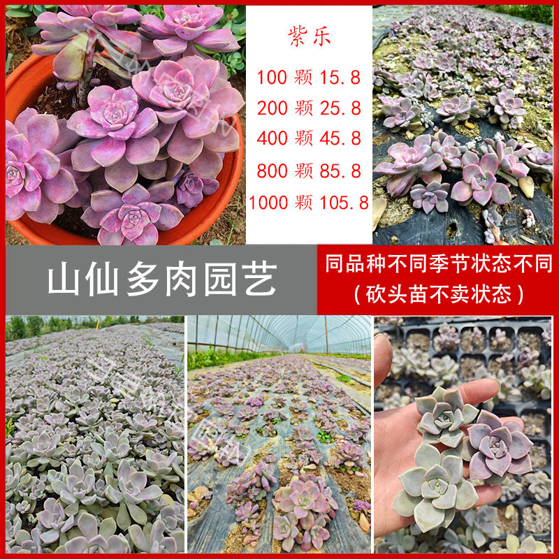 多肉植物砍头苗铭月多肉布丁多肉苗紫乐雪爪冬美人淡雪多品种特价
