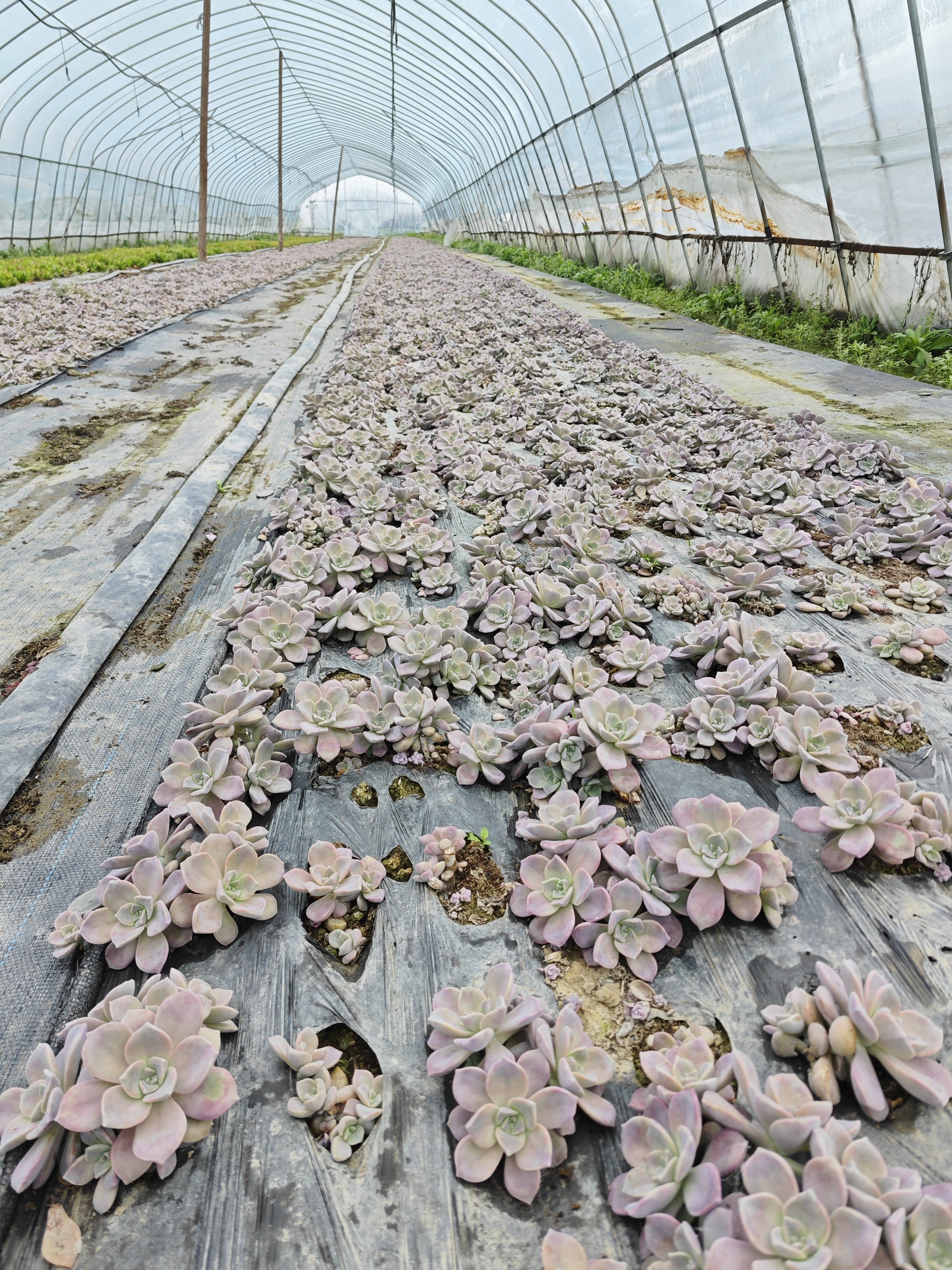 多肉植物小盆栽多肉苗好养容易活庭院群生多肉紫乐淡雪碧桃多品种