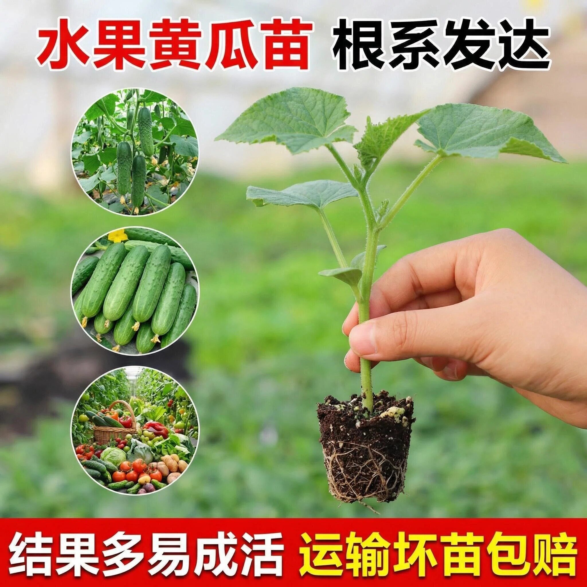 寿光正宗玉女水果黄瓜苗新手阳台种植新鲜四季盆栽高产脆甜蔬菜