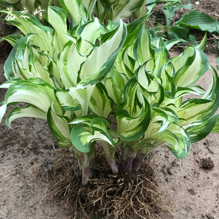 庭院地被植物玉簪花苗盆栽玉簪绿植玉簪苗大彩叶花镜耐阴植物阳台-封面