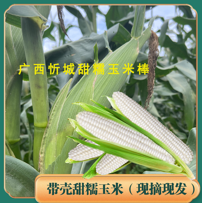 【618回馈客户】广西忻城甜糯玉米棒鲜摘带壳净重3斤/5斤/8斤特产