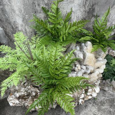 新款室外防晒防紫外线仿真绿植把束波斯草凤尾蕨鳞毛蕨雨林植物