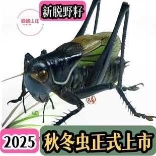 铁蝈蝈活虫鸣虫新脱活体饲养更省心包死亡包成活平谷天津易县野籽