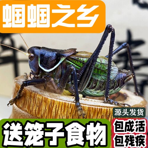山区蝈蝈活虫山青铁皮野籽