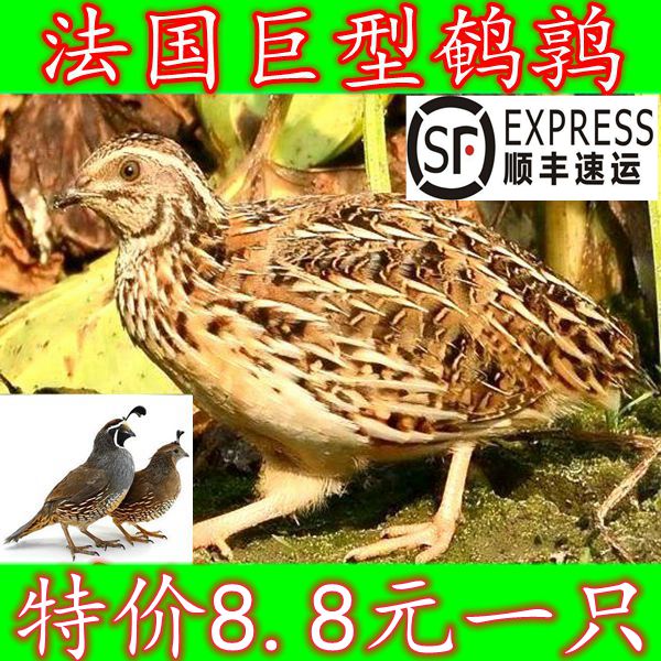 新货苗鹌鹑可繁殖种鸡鸽子鹌鹑鸡