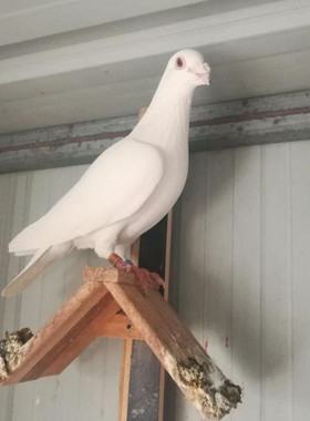 鸽子活一对纯白色信鸽种鸽青年鸽活体幼鸽鸽子苗活物观赏鸽赛鸽包