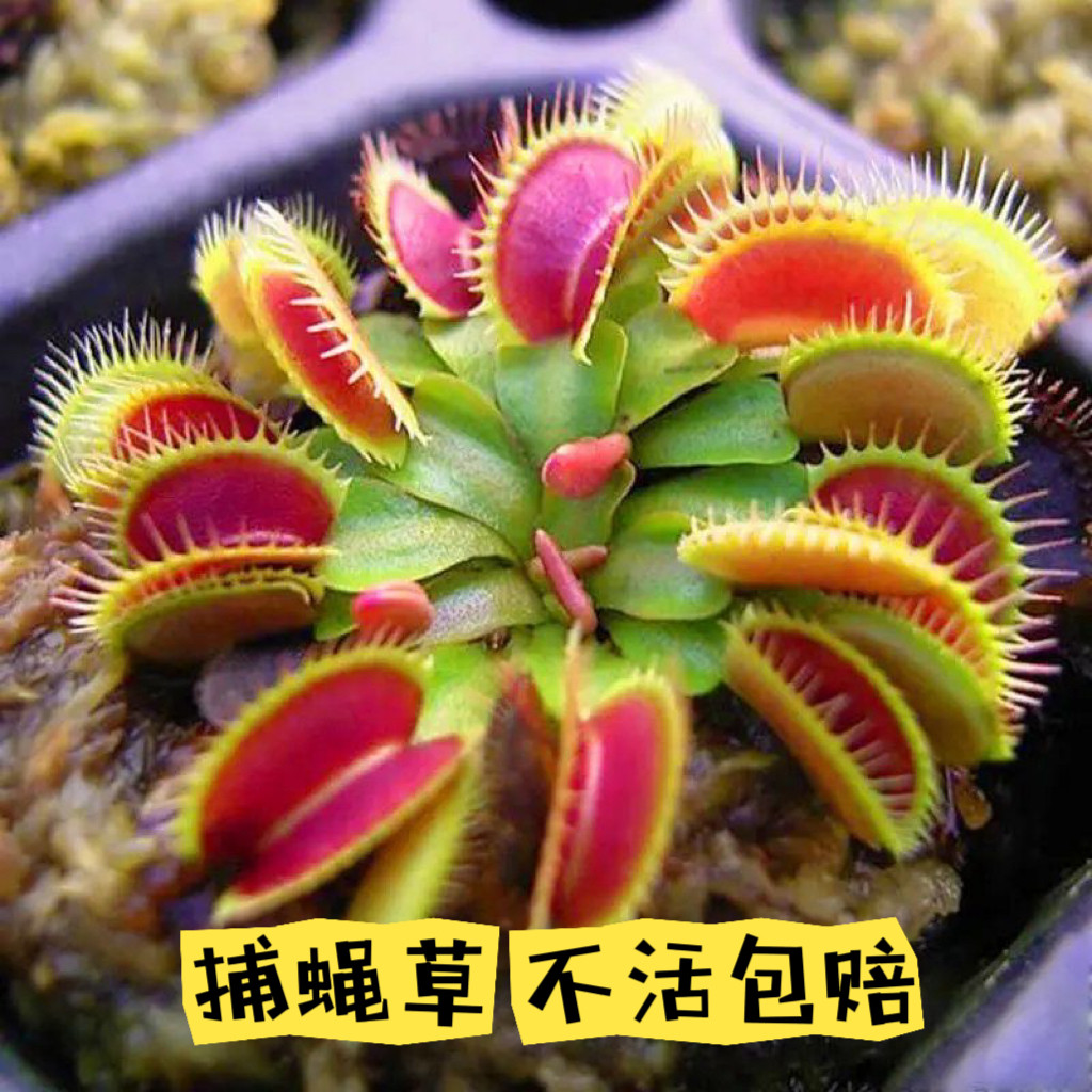 超大嘴食蝇捕蝇草室内盆栽