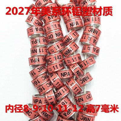 元宝圆环观赏鸽元宝圆环信