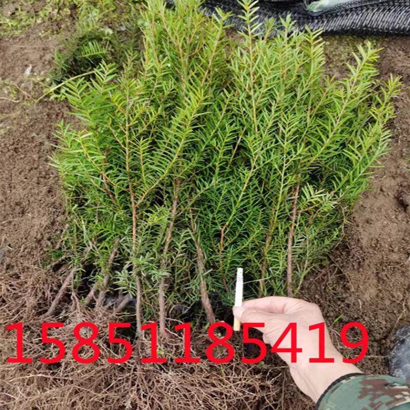 正宗东北红豆杉60-70厘米大大型绿植/成品组合盆