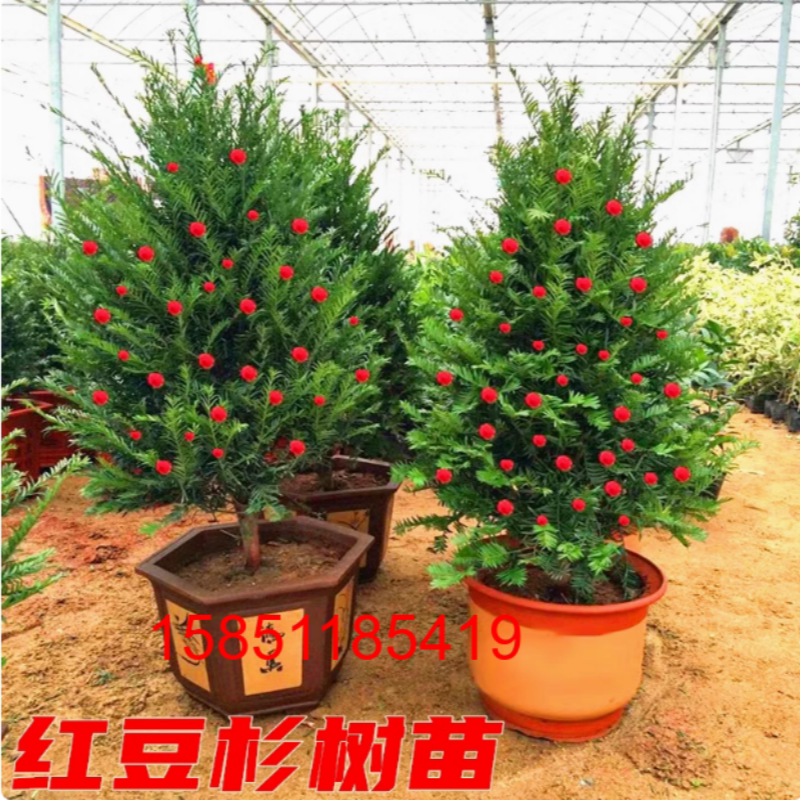 正宗红豆杉一公一母带果曼地亚室大型绿植/成品组合盆