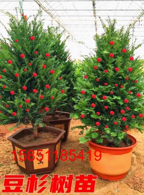 正宗红豆杉盆景盆栽客厅阳台净化空气客厅庭院地栽带果公树母树