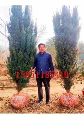 红豆杉树苗大树盆栽带果南方曼地亚老桩造型紫衫树庭院花园植物