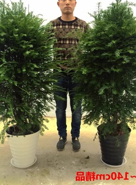 带果红豆杉母树公树曼地亚精品名贵树木净化空气庭院耐寒耐高温