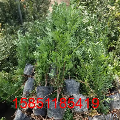 苗圃直销：红豆杉树苗耐寒南北方种植大型红豆杉苗正宗南方红豆杉