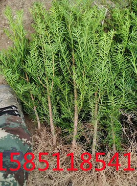 北方红豆杉60-70厘米树苗别墅庭院地栽耐寒四季常青东北红豆杉