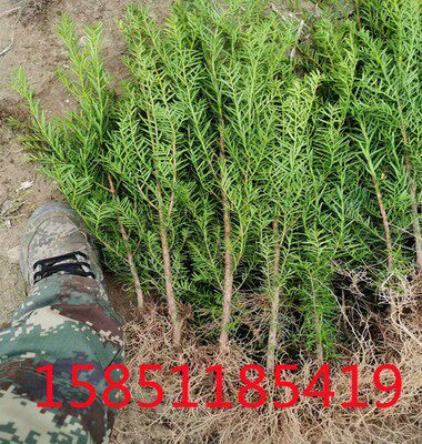 北方红豆杉60-70厘米树苗别墅庭院地栽耐寒四季常青东北红豆杉