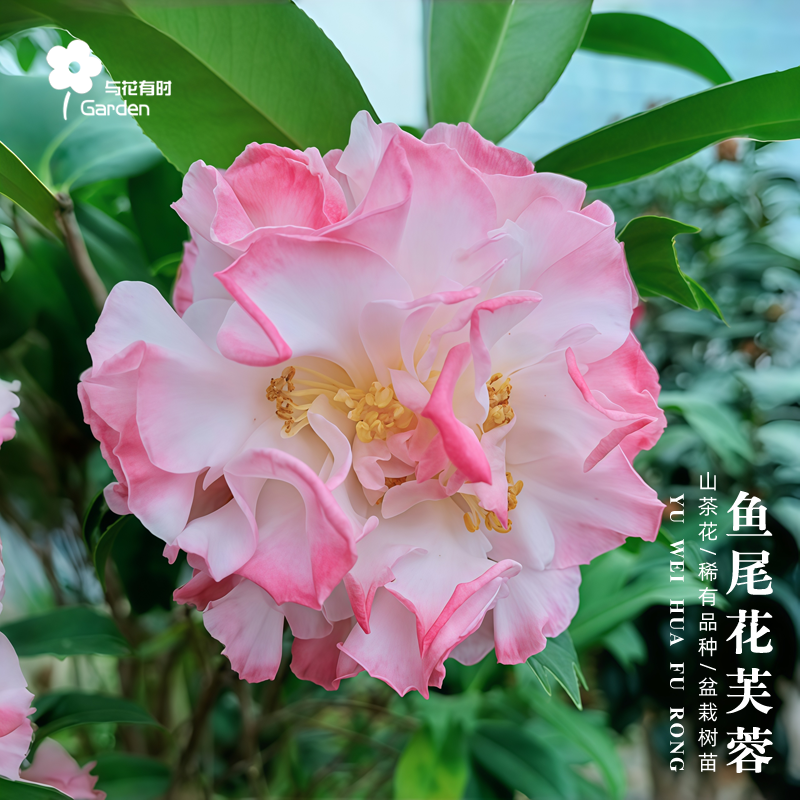 鱼尾花芙蓉山茶花树苗日本久留米粉色盆栽小花苗名贵品种进口精品