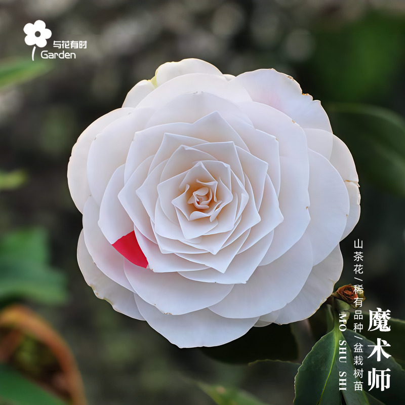 魔术师山茶花盆栽树苗