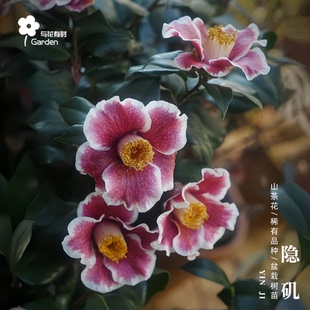 隐矶山茶花树苗盆栽紫红色单瓣花卉原生小苗稀有品种日本之誉变异