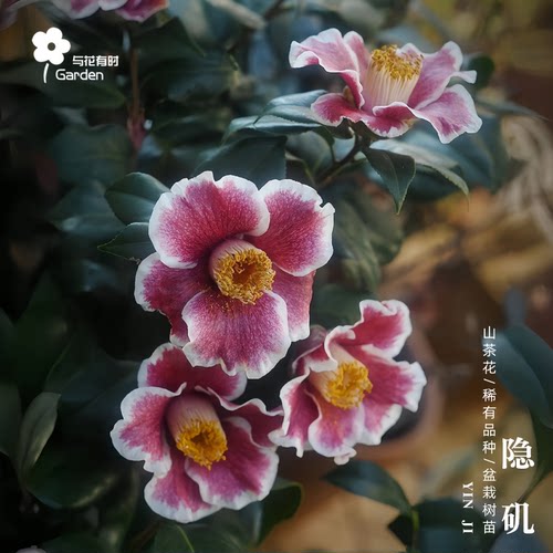 隐矶山茶花树苗盆栽紫红日本