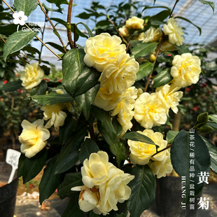 黄菊红山茶花树苗盆栽日本进口稀有新品种淡黄色花卉重瓣易活好养
