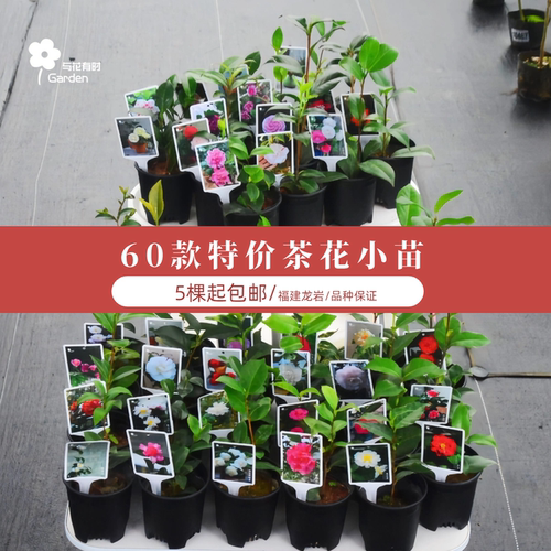 60种山茶花稀有品种小苗特价