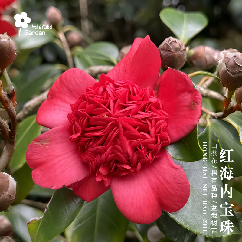 红海内宝珠红山茶花树苗盆栽国内