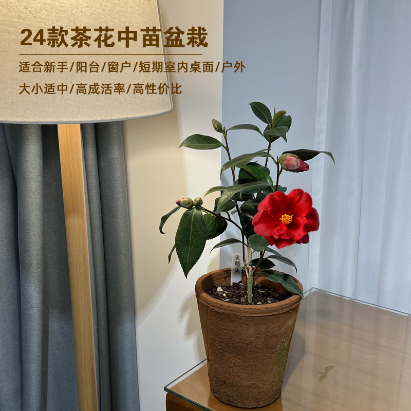 24款茶花小中苗当年开花阳台窗户