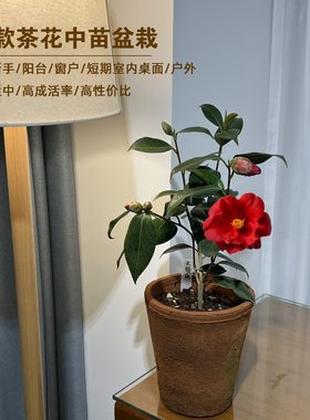 24款茶花小中苗当年开花阳台窗户