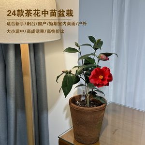 香妃茶花盆栽黑魔法绿可娜克瑞墨黑骑士中苗窗户阳台桌面四季开花
