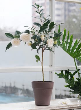 玉丹白色赤丹山茶花盆栽树苗春冬