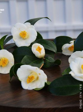 白耐冬红山茶花树苗盆栽国内白色单瓣小型花庭院阳台露台稀有品种