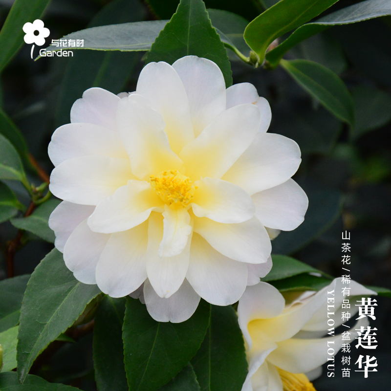 黄莲华红山茶花树苗盆栽日本黄色