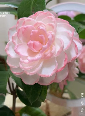 戴安娜皇后山茶花盆栽树苗新西兰粉白色完全重瓣进口品种稀有名贵