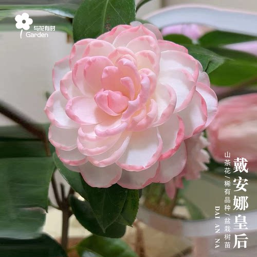 戴安娜皇后山茶花盆栽树苗粉色