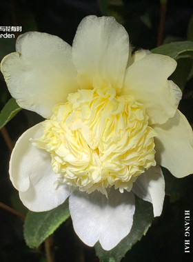 黄海内宝珠红山茶花树苗盆栽