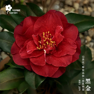 黑金红山茶花卉树苗盆栽美国名贵稀有新品种园艺花园露台植物黑红