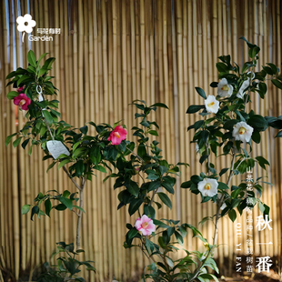 秋一番红山茶花树苗盆栽日本新品种名贵日系一树多色小苗阳台窗户