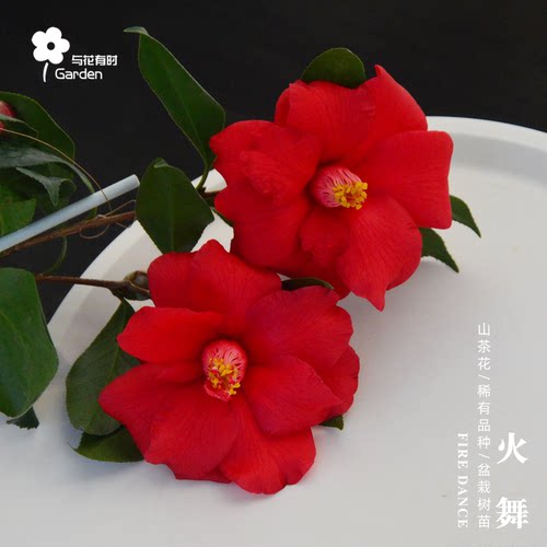 火舞红山茶花盆栽树苗红色美国