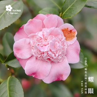 耀眼山茶花树苗盆栽美国粉红名贵小苗原生盆景庭院室外好养 托桂