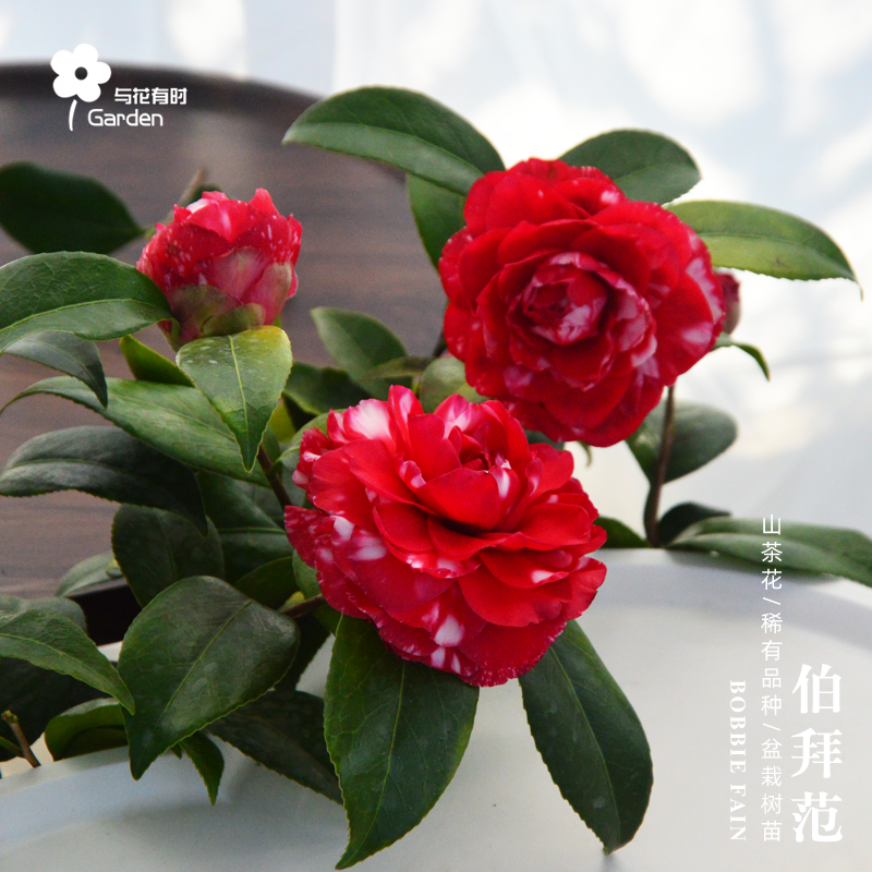 伯拜范山茶花树苗盆栽美国红色