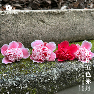 托桂五色赤丹红山茶花树苗盆栽热门新品种阳台窗户四季一树多色