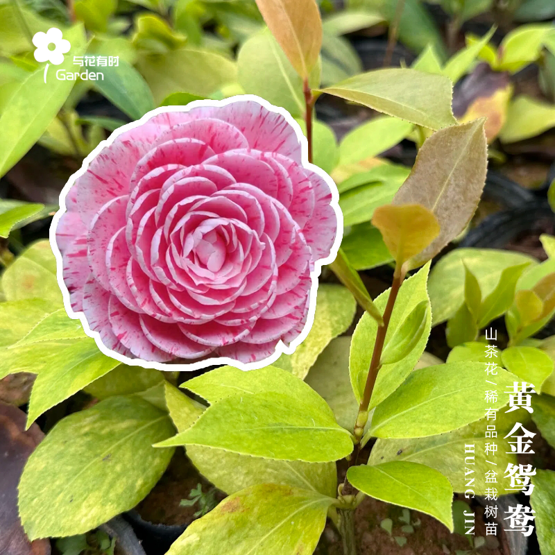 黄金鸳鸯凤冠山茶花盆栽树苗小苗