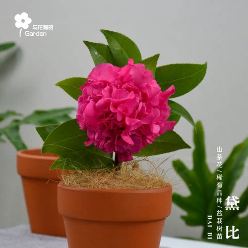 绿植庭院阳台易成活好养山茶花