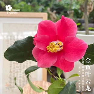 金鱼叶云龙鱼尾椿山茶花盆栽树苗小苗原生红色单瓣小型花卉易成活