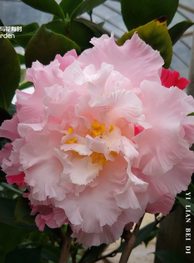 依莲贝蒂山茶花盆栽粉红色牡丹好养耐寒庭院四季常青绿化室外爱兰