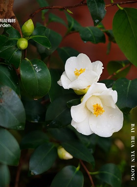 白花云龙山茶花树苗盆栽日本白色单瓣名贵小苗阳台窗户庭院绿植物
