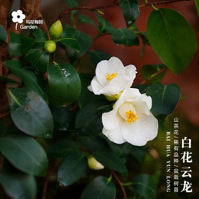 白花云龙日本白色山茶花树苗盆栽